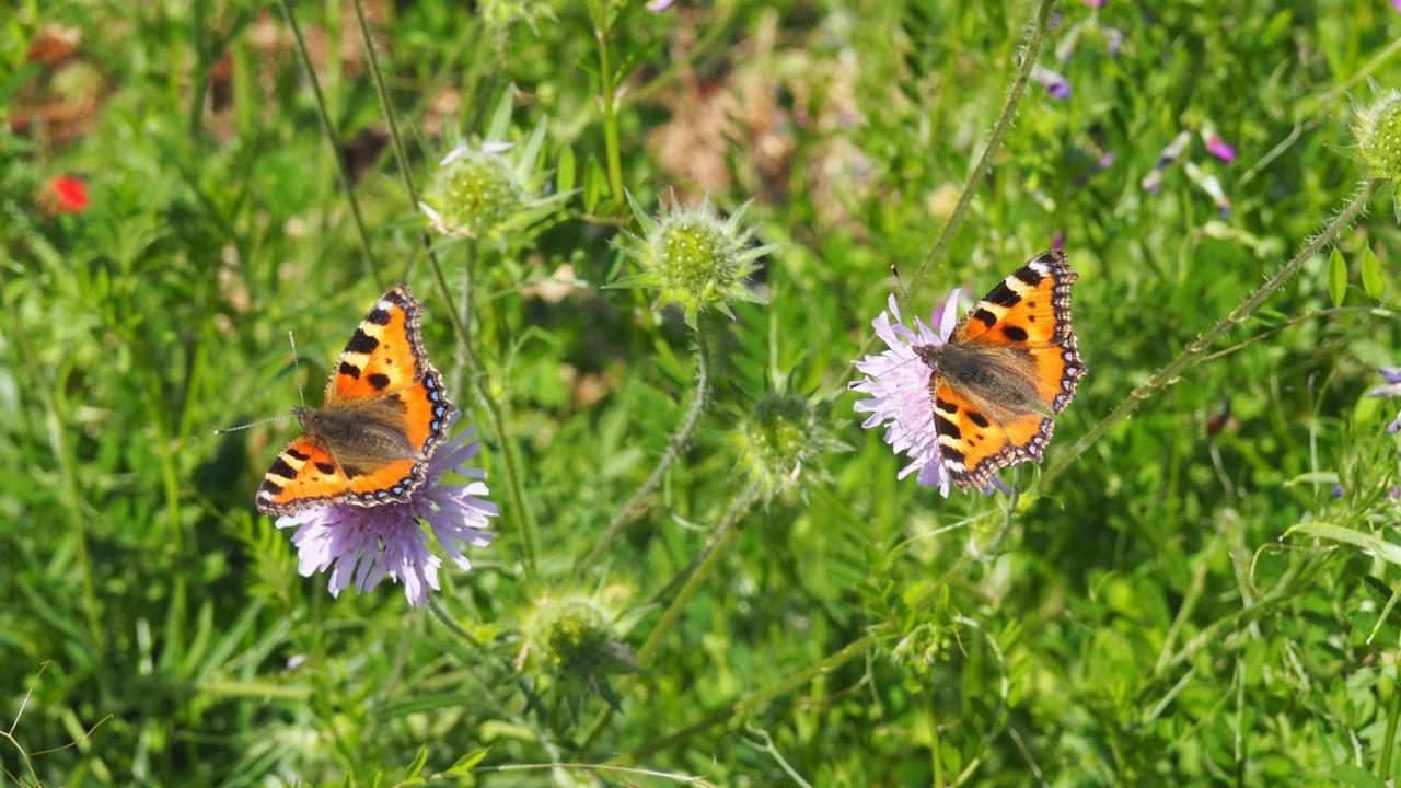 דירות ברגנוישטאדט Urlaub Im Naturgarten מראה חיצוני תמונה